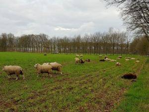  Saueskinn - Hollandske - holand-sheepskins-1024x768